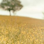 Trump's Position on Iran: Implications for Global Markets and Cryptocurrency
