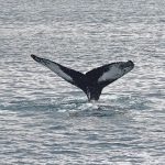 Whales Continue to Accumulate Ethereum: Implications for the Market