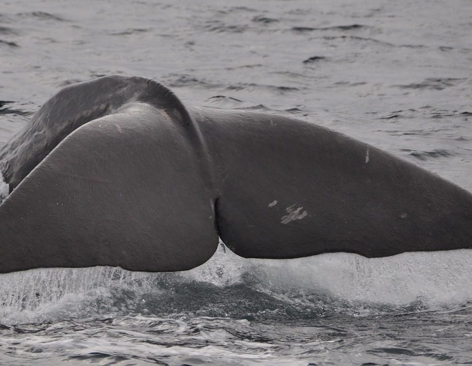 Whales Bet Big on SpaceX: Analysis of Recent Investment Trends
