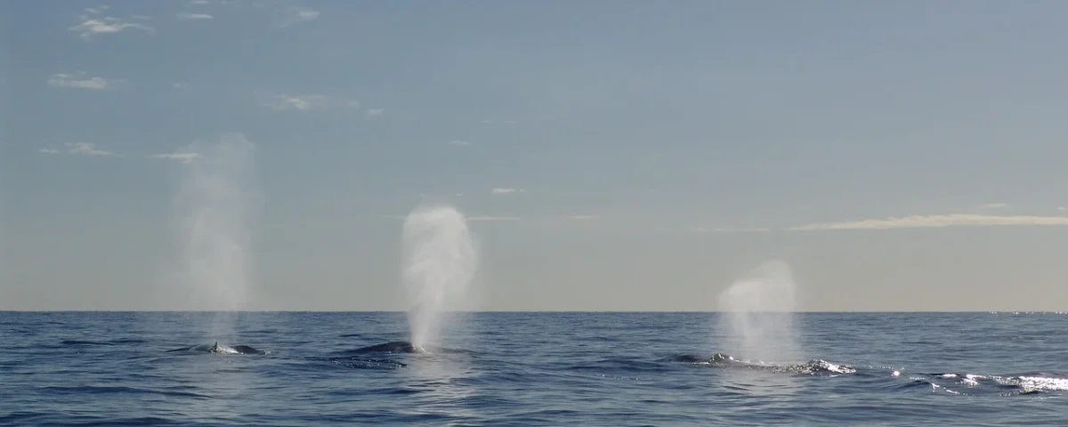 Whales Making Waves: The Implications of a $10.65 Million Long Position on Google