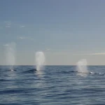 Whales Making Waves: The Implications of a $10.65 Million Long Position on Google