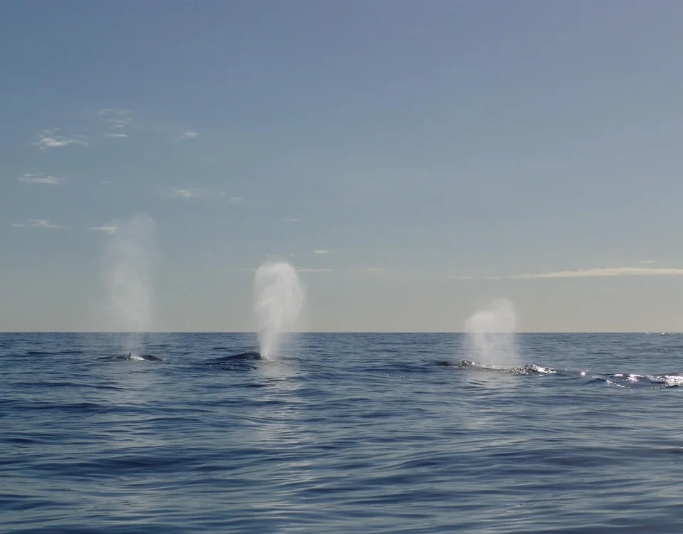 Whales Making Waves: The Implications of a $10.65 Million Long Position on Google
