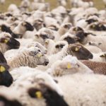 The Implications of Bitcoin ETF Approval on Market Dynamics
