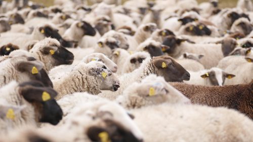 The Implications of Bitcoin ETF Approval on Market Dynamics